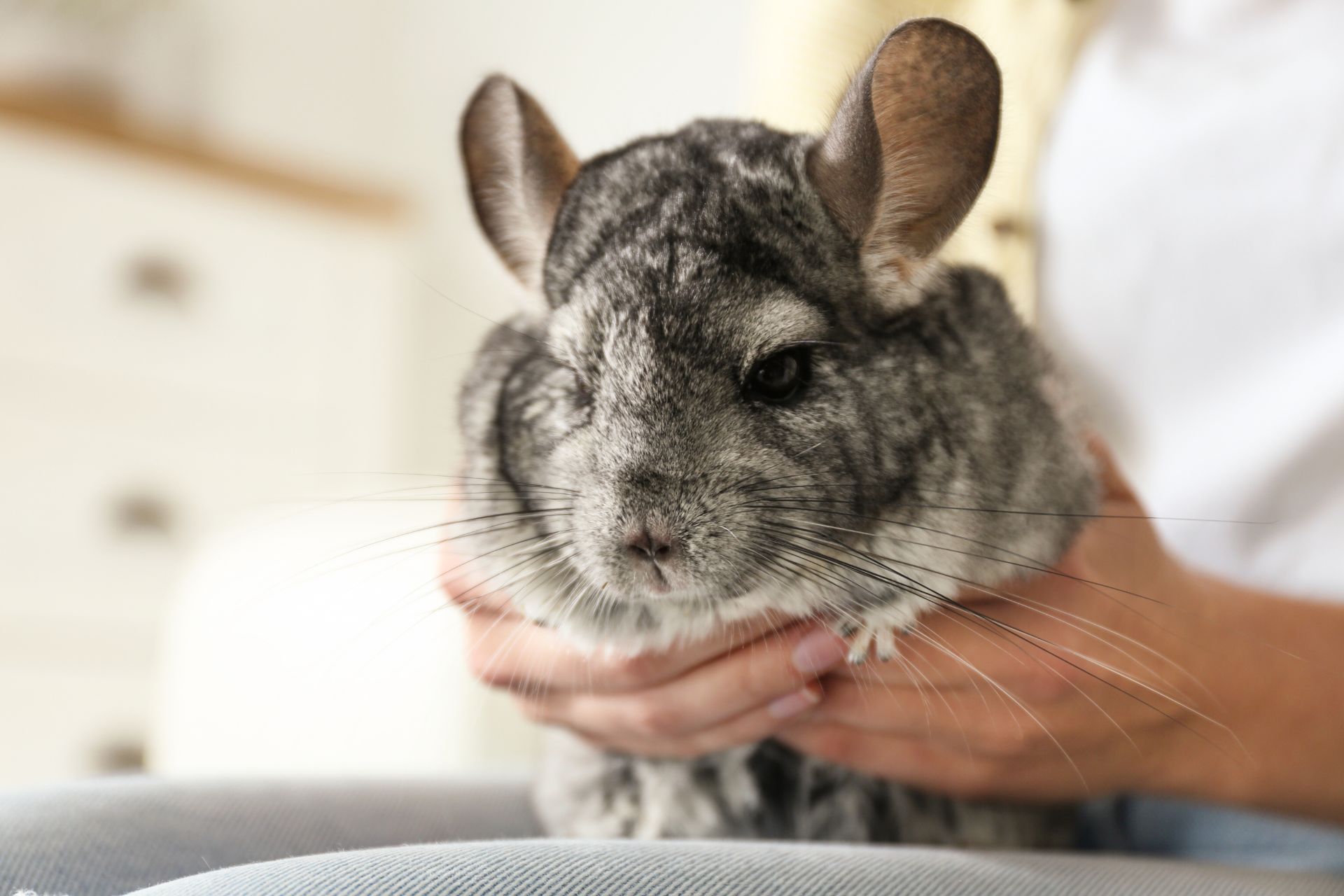 Exotic Pets We Treat In Cedar Springs, MI Cedar Animal